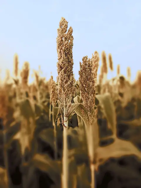 ज्वारी